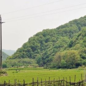 容器袋油松樹苗，松樹苗，綠化苗木