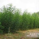 陜西裕盛綠化苗木基地 西安裕盛綠化苗木  陜西苗木花卉供應(yīng)