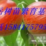 批發(fā)油桃苗遼寧中油四號(hào)油桃苗生產(chǎn)基地營(yíng)口中油4號(hào)油桃苗