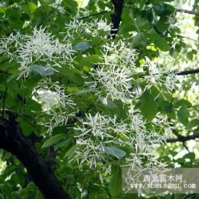 流苏树（牛筋树）供应—山西金源苗木基地