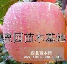 供應(yīng)惠民短枝紅富士蘋果樹苗