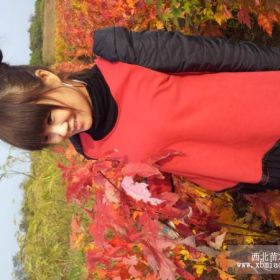 2013年美國紅楓小苗價格華東美國紅楓小苗低價