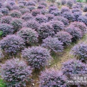 紅繼木價格-苗木紅繼木價格-廣東苗木紅繼木價格