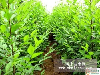 [推薦]櫻桃苗價(jià)格/便宜櫻桃苗/山東櫻桃苗種植基地