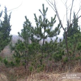 泰山景松，造型黑松哪里有，泰安蓝田绿化苗木