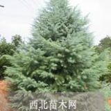 山东5米雪松价格