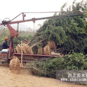 江西8米雪松价格