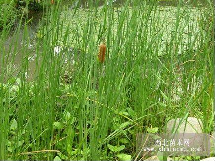 水生植物香蒲