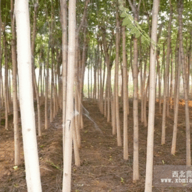 千头椿价格/便宜千头椿/千头椿苗价格/千头椿种植技术