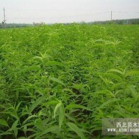 毛桃苗-毛桃树苗供应-毛桃苗便宜-大量种植毛桃苗