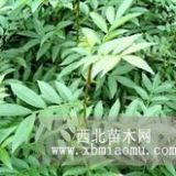 花椒苗價格/山東花椒苗/便宜花椒苗/花椒苗基地