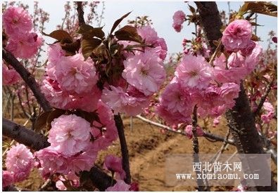 销售樱花   樱花小苗