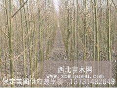 河北速生柳、速生柳价格速生柳小苗