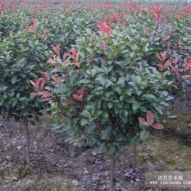 浙江紅葉石楠基地 江蘇紅葉石楠價格 紅葉石楠苗