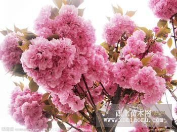 樱花嫁接苗，山东樱花嫁接苗，便宜樱花嫁接苗价格