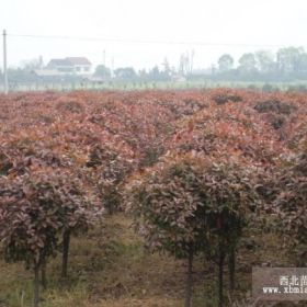 石楠基地主打，红叶石楠，红叶石楠球，本石楠球