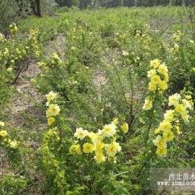 黄刺玫基地专卖1-多年生黄刺玫