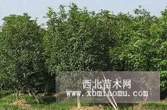 苗圃桂花价格报价，桂花树价格实情