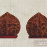 虎過(guò)莊麻核桃基地樹(shù)苗