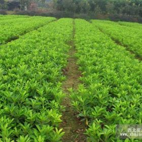 供应大量栎树、海棠