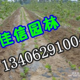 18公分法桐 20公分法桐 22公分速生法桐树低价出售