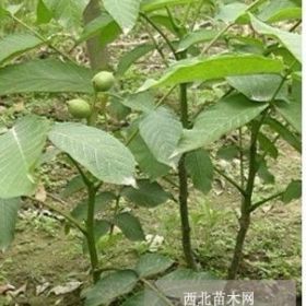 核桃苗供應(yīng)品種-香菱-遼河-中林