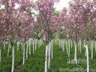 樱花图片，樱花价格，樱花基地