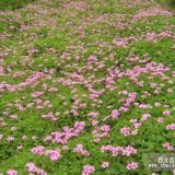 花葉曼長(zhǎng)春藤.紅葉小檗、紅頭女貞