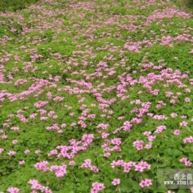 花葉曼長春藤.紅葉小檗、紅頭女貞