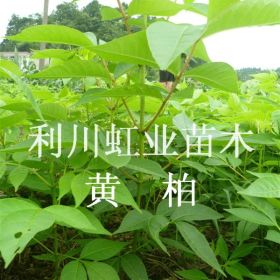 供应湖北利川经济林木黄柏小苗黄柏树黄柏种子黄柏树苗价格