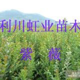 供应利川绿化用紫薇小苗紫薇种子紫薇树苗价格紫薇种子价格