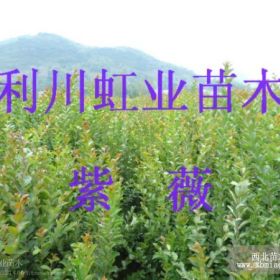 供应利川绿化用紫薇小苗紫薇种子紫薇树苗价格紫薇种子价格