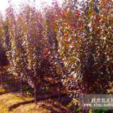 紅葉李基地批發(fā)紅葉李價(jià)格 紅葉李小苗直銷報(bào)價(jià)