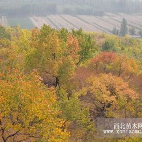 大量供应各种规格的枣树 山杏树 刺槐 梨树 黑松山楂树等苗木