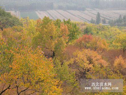 枣树 山杏树 刺槐树 黑松