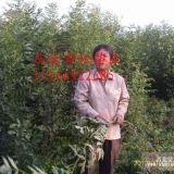 东红欧洲白蜡供应东红欧洲白蜡销售商