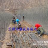 2013年地里種什么賺錢(qián)？新疆楊種條帶給您新商機(jī)！