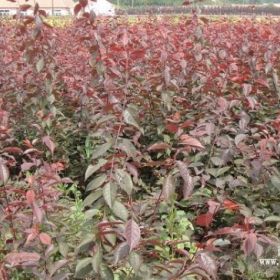 密植紅葉李，金葉榆樹，花灌木累