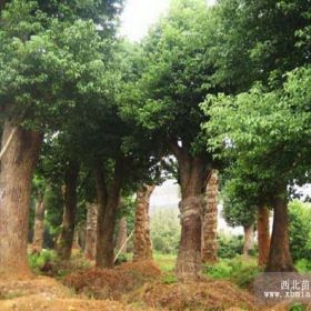 2013年香新園林大量供應(yīng)：10-90公分野生香樟