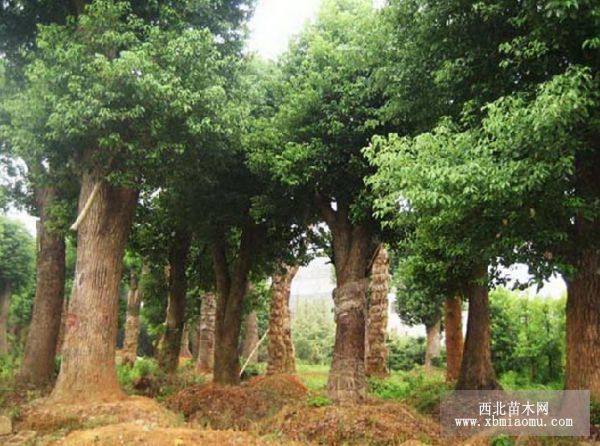 香樟 香泡 櫸樹