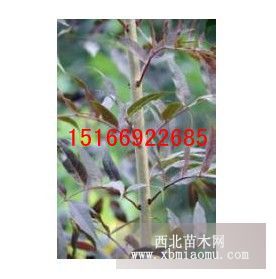 東紅歐洲白蠟報(bào)價(jià)貯藏種植技術(shù)我?guī)湍?/></a>
<div><a href=