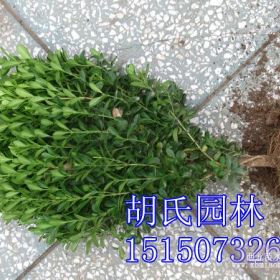 小葉黃楊報價 胡氏園林專業(yè)報價