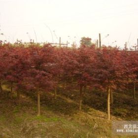 湖南浏阳红枫供应商  湖南红枫嫁接技术