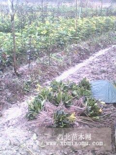 贵州求购桂花苗去哪，供应桂花树苗