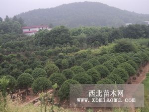 特價供應湖南桂花小苗價格 桂花大樹 湖南桂花圖片 四季桂花