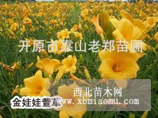 金娃娃萱草|优质草花地被|东北宿根花卉|辽宁萱草供应