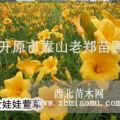 金娃娃萱草|優(yōu)質(zhì)草花地被|東北宿根花卉|遼寧萱草供應(yīng)