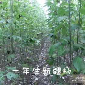 長期供應 漳河柳 垂柳 國槐 新疆楊 速生楊 北京楊