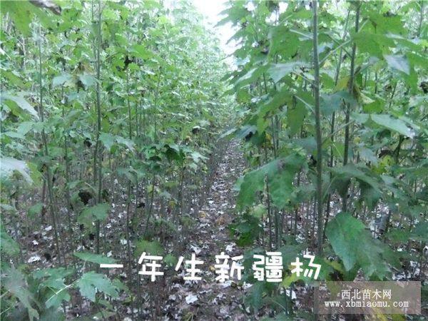 供應漳河柳 垂柳 國槐 新疆楊 