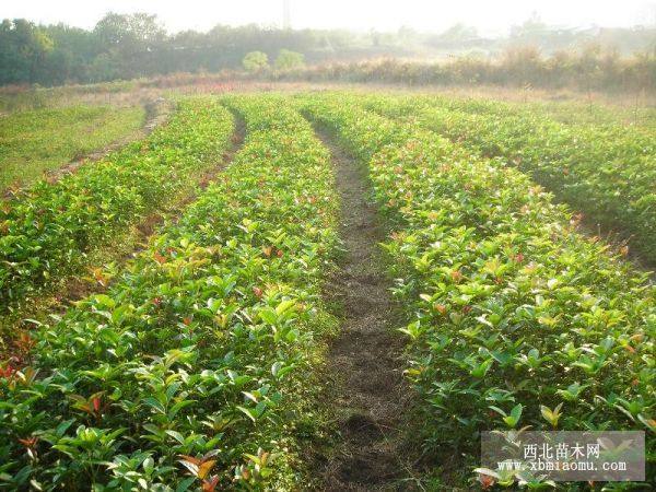 八月桂花价格，四季桂花价格